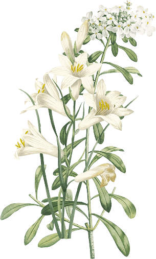Ornament